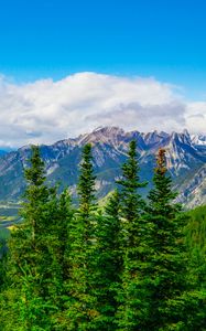 Preview wallpaper mountains, snow, snowy, spruce, trees