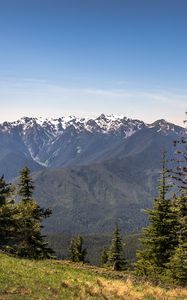 Preview wallpaper mountains, snow, snowy, spruce, slope, grass