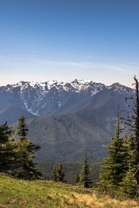 Preview wallpaper mountains, snow, snowy, spruce, slope, grass