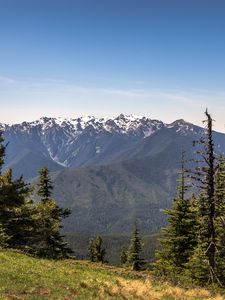 Preview wallpaper mountains, snow, snowy, spruce, slope, grass