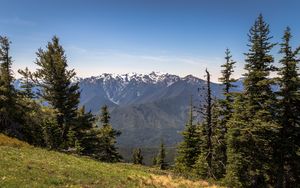 Preview wallpaper mountains, snow, snowy, spruce, slope, grass