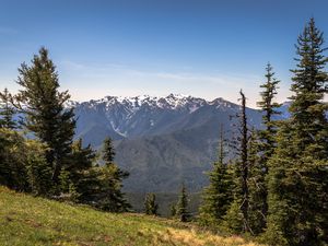 Preview wallpaper mountains, snow, snowy, spruce, slope, grass