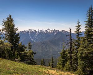 Preview wallpaper mountains, snow, snowy, spruce, slope, grass