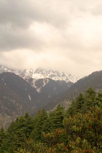 Preview wallpaper mountains, snow, trees, peak, snowy