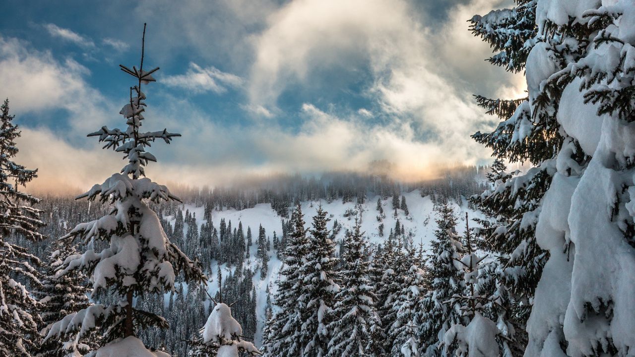 Wallpaper mountains, snow, winter, fir-tree, branches, sky