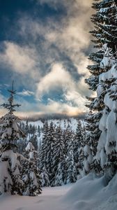 Preview wallpaper mountains, snow, winter, fir-tree, branches, sky