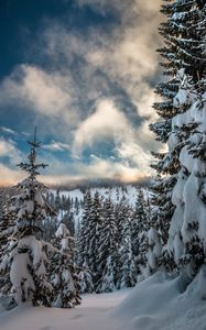 Preview wallpaper mountains, snow, winter, fir-tree, branches, sky