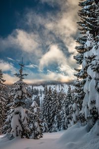 Preview wallpaper mountains, snow, winter, fir-tree, branches, sky