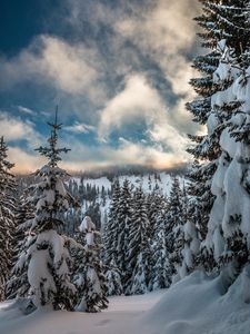 Preview wallpaper mountains, snow, winter, fir-tree, branches, sky