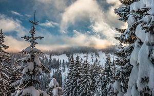Preview wallpaper mountains, snow, winter, fir-tree, branches, sky
