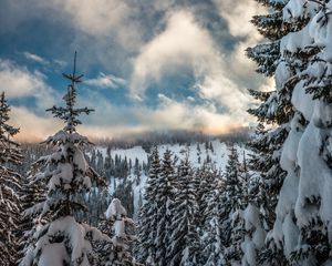 Preview wallpaper mountains, snow, winter, fir-tree, branches, sky