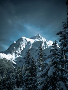 Preview wallpaper mountains, snowy, trees, forest, winter