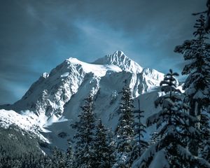 Preview wallpaper mountains, snowy, trees, forest, winter