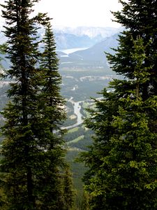 Preview wallpaper mountains, spruce, river, trees, branches