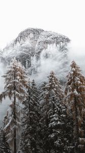 Preview wallpaper mountains, spruce, snow, snowy, trees