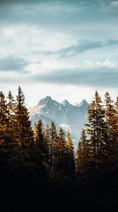 Preview wallpaper mountains, spruce, trees, sky, clouds