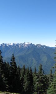 Preview wallpaper mountains, spruce, trees, forest, distance