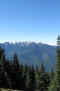 Preview wallpaper mountains, spruce, trees, forest, distance