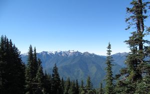 Preview wallpaper mountains, spruce, trees, forest, distance