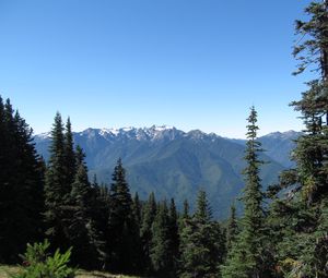 Preview wallpaper mountains, spruce, trees, forest, distance