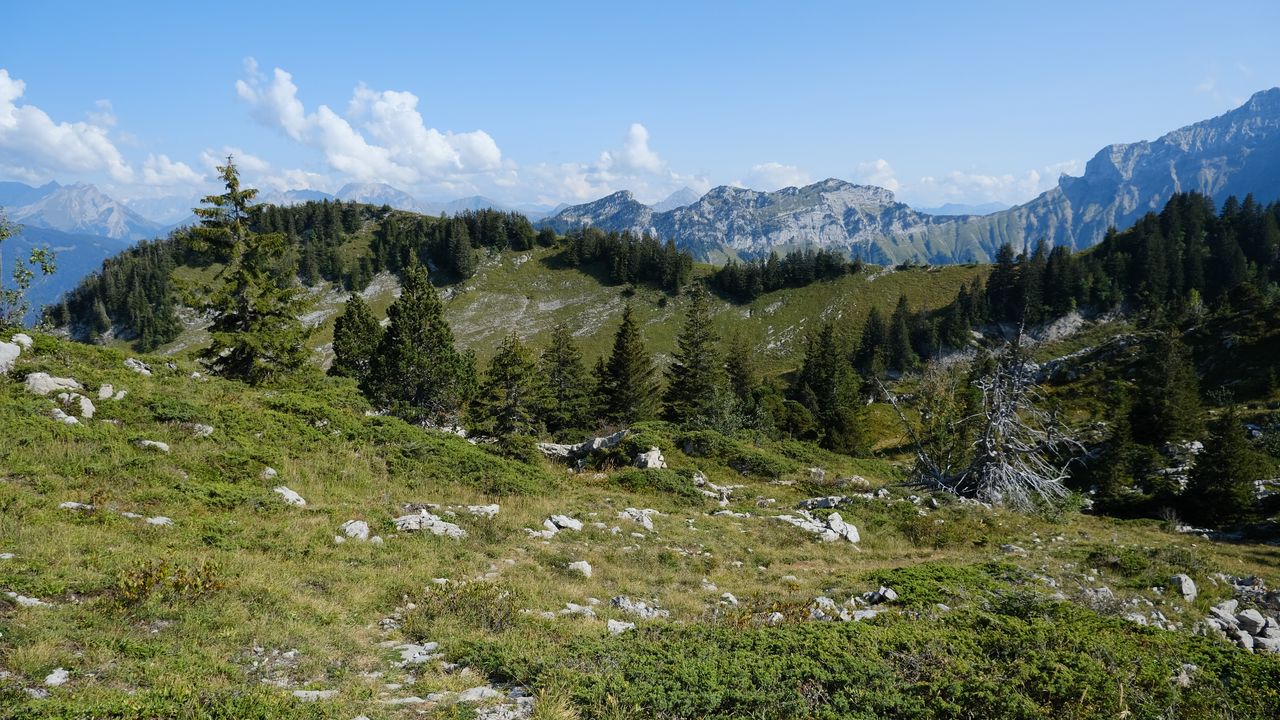 Wallpaper mountains, spruce, trees, grass, landscape