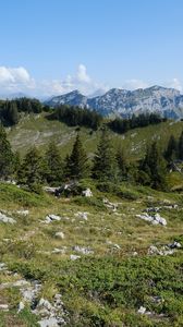 Preview wallpaper mountains, spruce, trees, grass, landscape