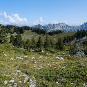 Preview wallpaper mountains, spruce, trees, grass, landscape