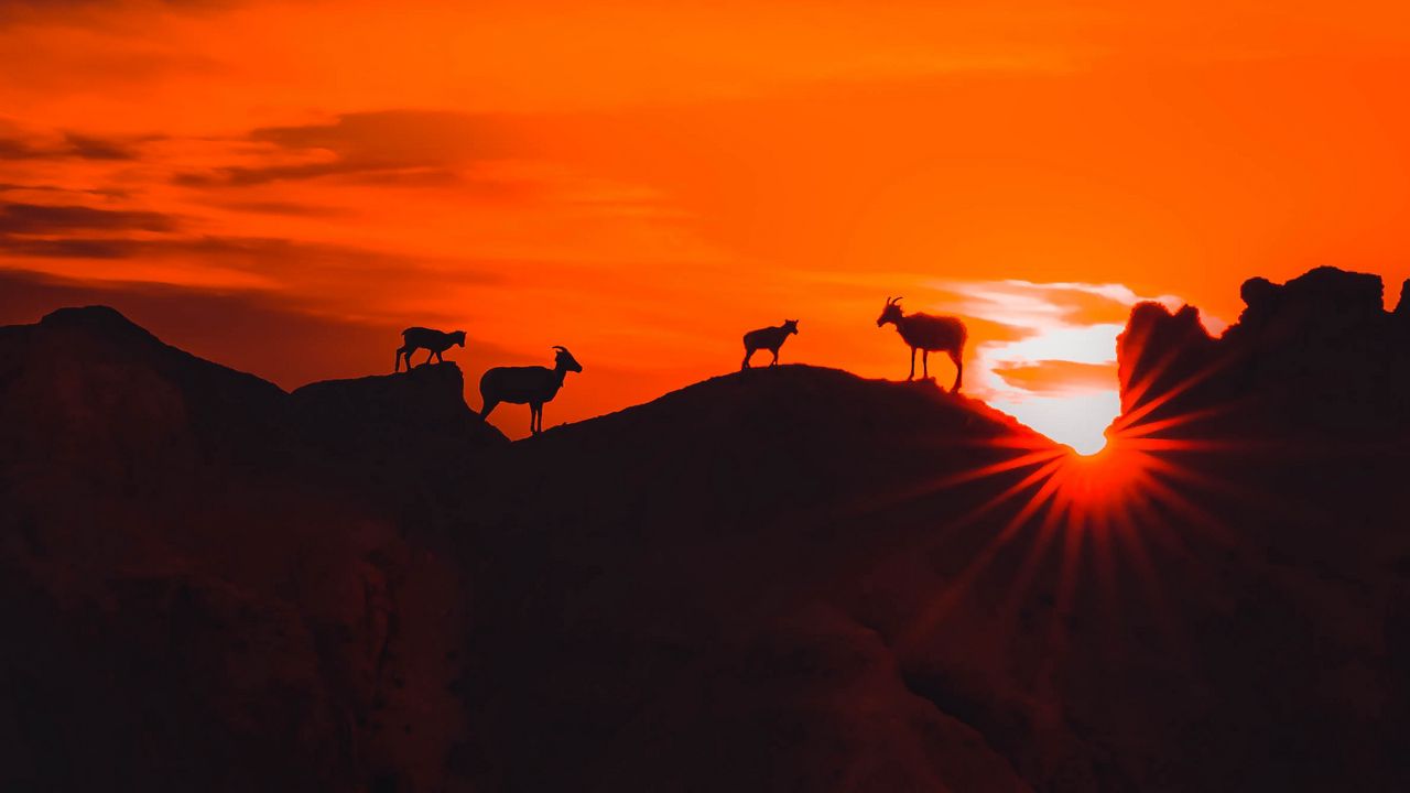 Wallpaper mountains, sunset, animals, silhouettes, dark