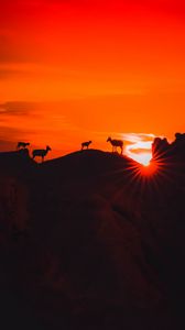 Preview wallpaper mountains, sunset, animals, silhouettes, dark
