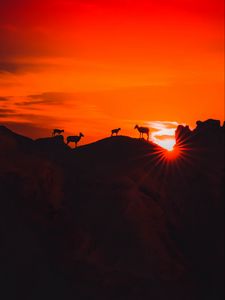 Preview wallpaper mountains, sunset, animals, silhouettes, dark