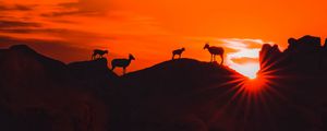 Preview wallpaper mountains, sunset, animals, silhouettes, dark