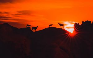 Preview wallpaper mountains, sunset, animals, silhouettes, dark