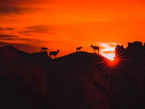 Preview wallpaper mountains, sunset, animals, silhouettes, dark