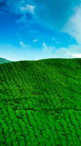Preview wallpaper mountains, tea plantations, green, height