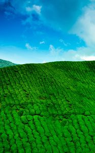 Preview wallpaper mountains, tea plantations, green, height