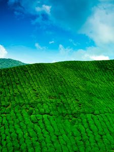 Preview wallpaper mountains, tea plantations, green, height