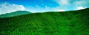 Preview wallpaper mountains, tea plantations, green, height