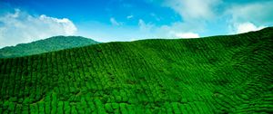 Preview wallpaper mountains, tea plantations, green, height