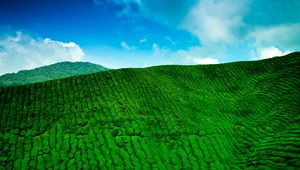 Preview wallpaper mountains, tea plantations, green, height