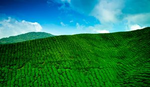 Preview wallpaper mountains, tea plantations, green, height