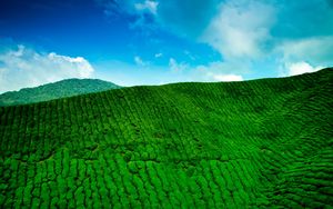Preview wallpaper mountains, tea plantations, green, height