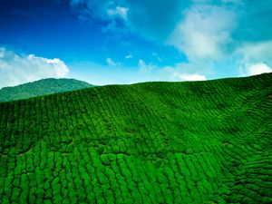 Preview wallpaper mountains, tea plantations, green, height