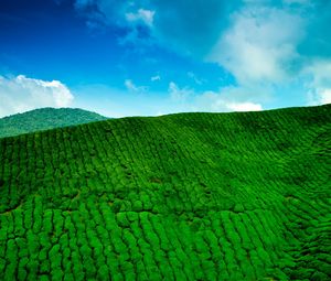 Preview wallpaper mountains, tea plantations, green, height