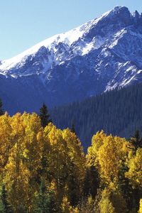 Preview wallpaper mountains, top, trees, autumn, yellow