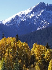 Preview wallpaper mountains, top, trees, autumn, yellow