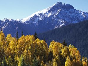 Preview wallpaper mountains, top, trees, autumn, yellow