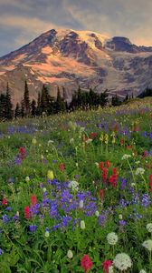 Preview wallpaper mountains, top, vegetation, glade, flowers, multi-colored, evening