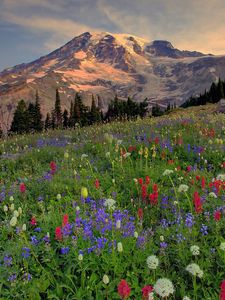 Preview wallpaper mountains, top, vegetation, glade, flowers, multi-colored, evening