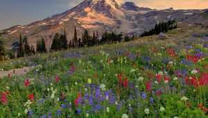 Preview wallpaper mountains, top, vegetation, glade, flowers, multi-colored, evening