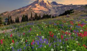 Preview wallpaper mountains, top, vegetation, glade, flowers, multi-colored, evening